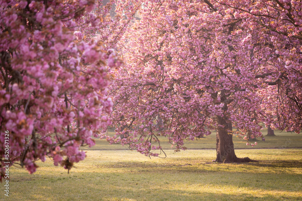 Naklejka premium Pink blooming sakuras during Hanami festival in Parc de Sceaux near Paris early at sunny morning