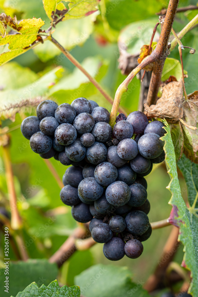 Champagne wine grape closeup in front of leafs and branches shot near Chateau-Thierry France