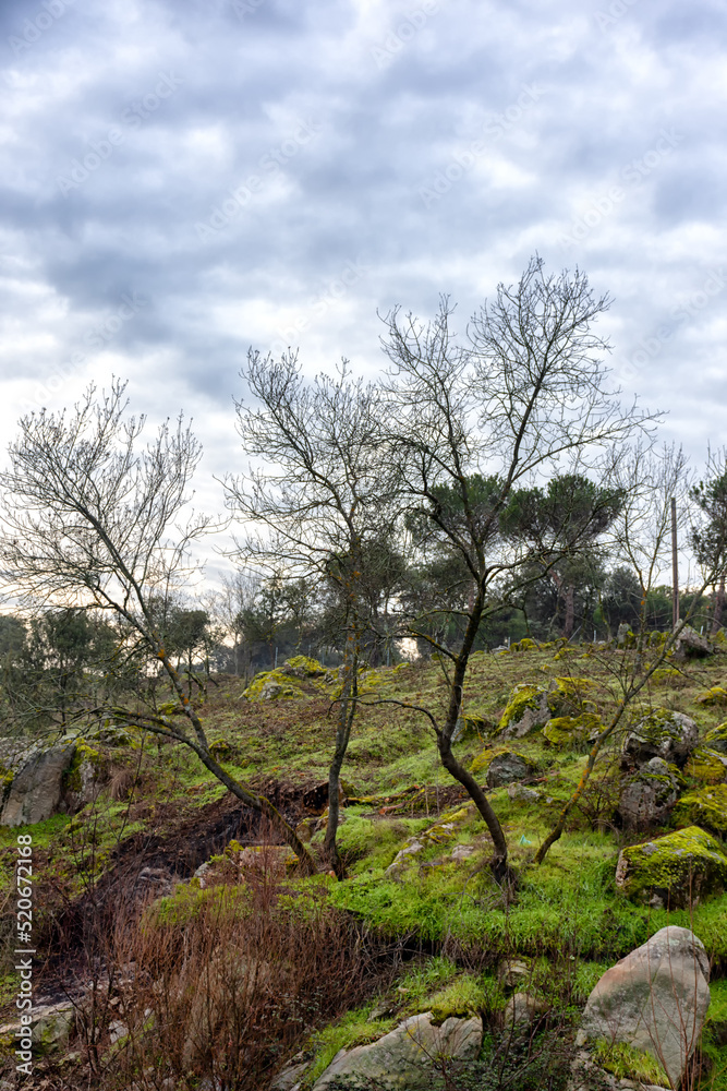 Plantas y vistas del Parque Regional del Curso Medio del río Guadarrama en la Comunidad de Madrid, España Plantas y vistas del Parque Regional del Curso Medio del río Guadarrama en la Comunidad de Madrid, España