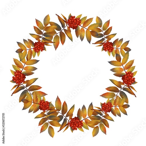 A wreath with rowan berry branches on a white background. Autumn background with red berries and yellow leaves. 