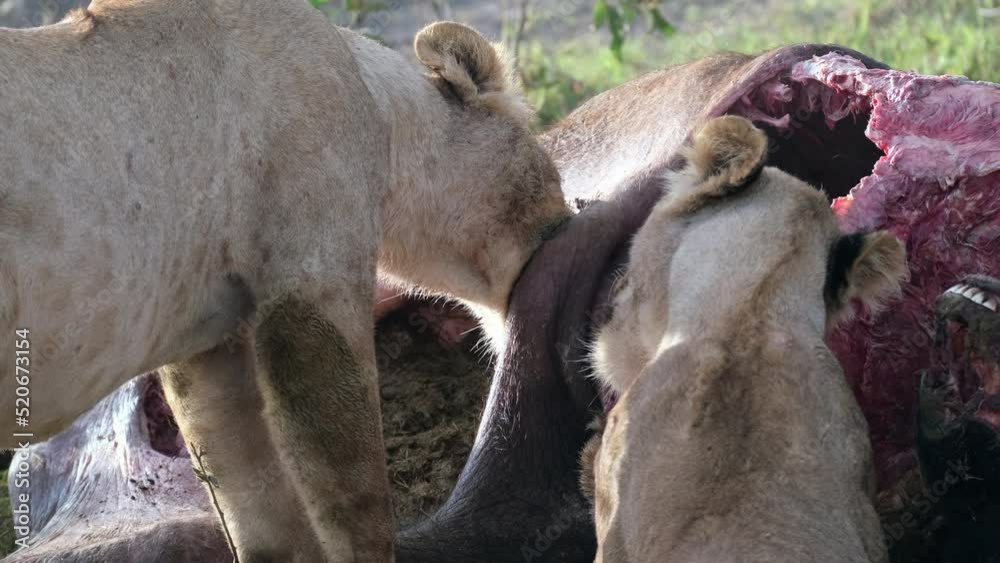 Close-up of two lionesses eating a killed buffalo in the wild of the African savanna, Close-up of the heads of lions eating the meat of a killed animal. Close-up of two lionesses eating a killed buffalo in the wild of the African savanna, Close-up of the heads of lions eating the meat of a killed animal.