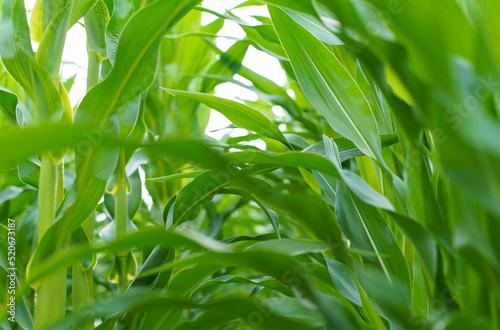 Green leaves of corn on the field.
