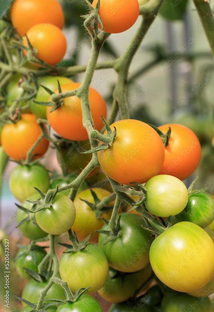 A plant of ripe tomatoes grows in a greenhouse. Fresh bouquet of natural tomatoes on a branch in an organic vegetable garden.