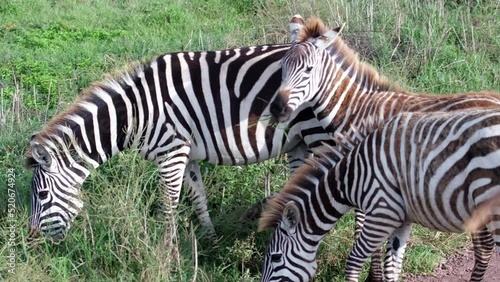 Close-up of three zebras eating grass in the African savannah wildlife in the Ngorongoro National Reserve. Tanzania. Africa