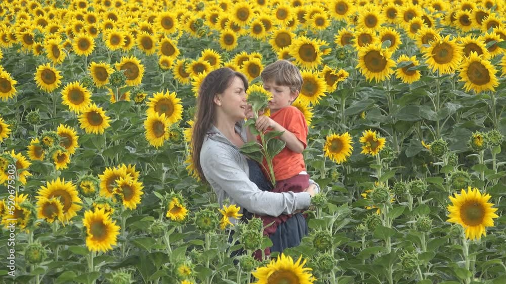 Mother holding the little boy in her arms, kid studying a sunflower Mother holding the little boy in her arms, kid studying a sunflower