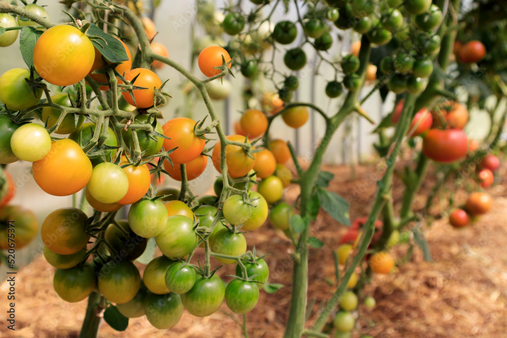 Orange cherry tomatoes growing in a greenhouse and grown organically by farmers.