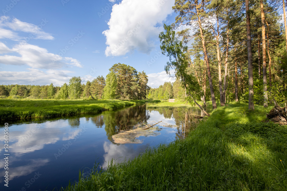 Bright sunny landscape with pine trees near the river. The sun's rays illuminate the young greenery and trees. The sky and clouds are reflected in the river.