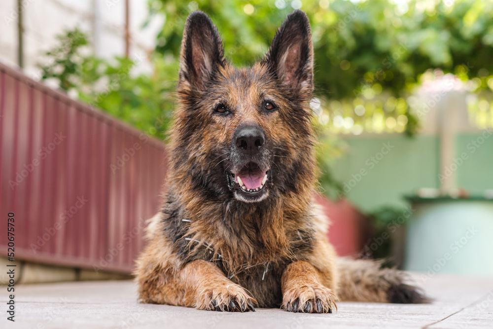 Naklejka premium Wet German Shepherd dog lying on the pavement, close up.