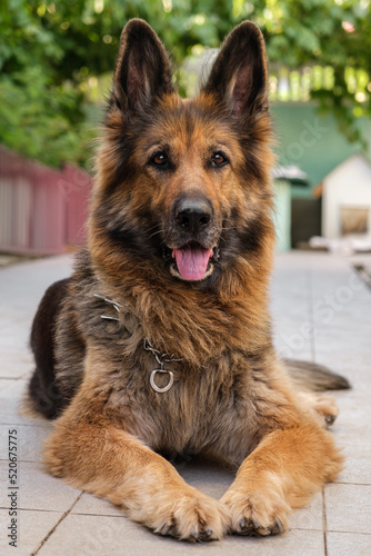 Portrait of a German Shepherd dog lying, looking at the camera. Close up, vertical.