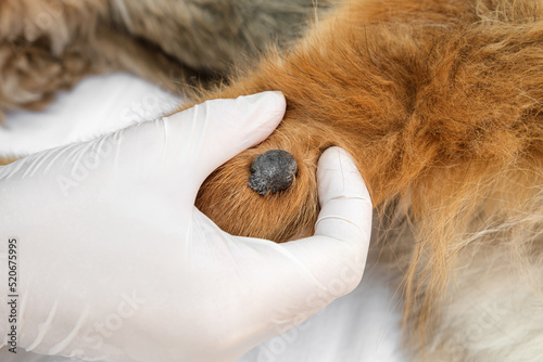 Close up shot of a veterinarian checking on a papilloma wart on dog's elbow.