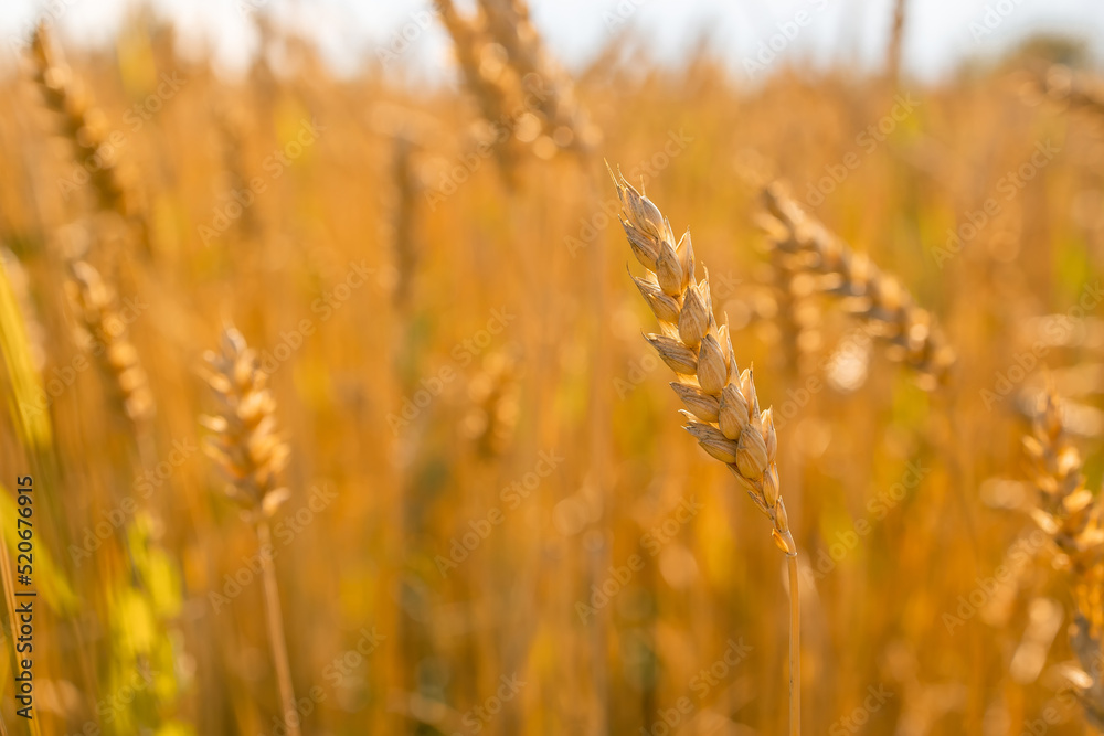 Obraz premium Golden ears of wheat in summer on the field.