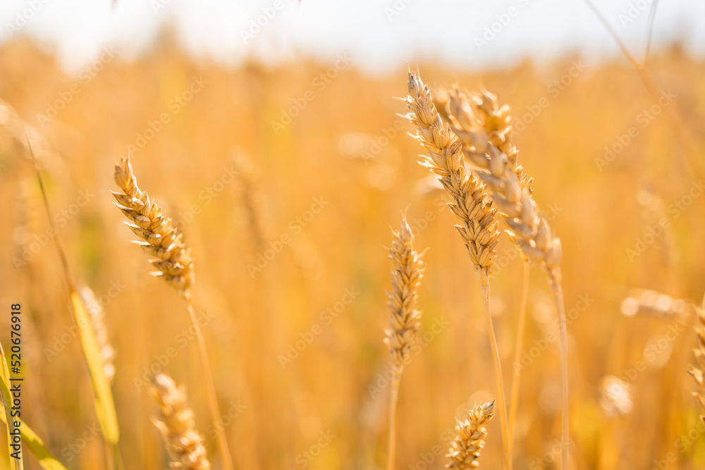 Wheatfield of gold color in sunset during harvest. Wheatfield of gold color in sunset during harvest.
