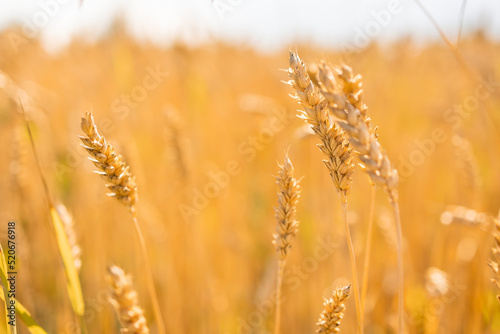 Wheatfield of gold color in sunset during harvest.