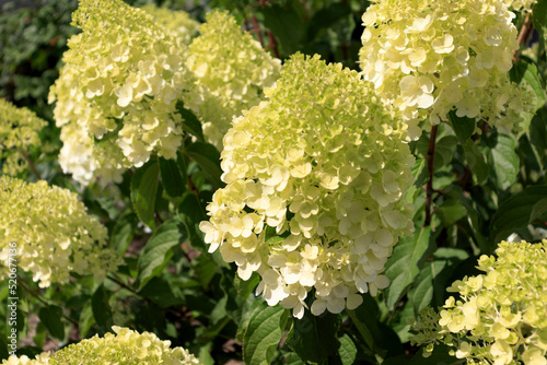 Foto Panicular hydrangea of the polar bear variety