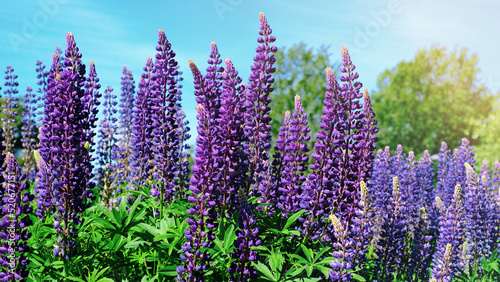 Fototapeta Naklejka Na Ścianę i Meble -  A beautiful natural background for your projects in banner format with a field of lupine flowers on a clear summer day