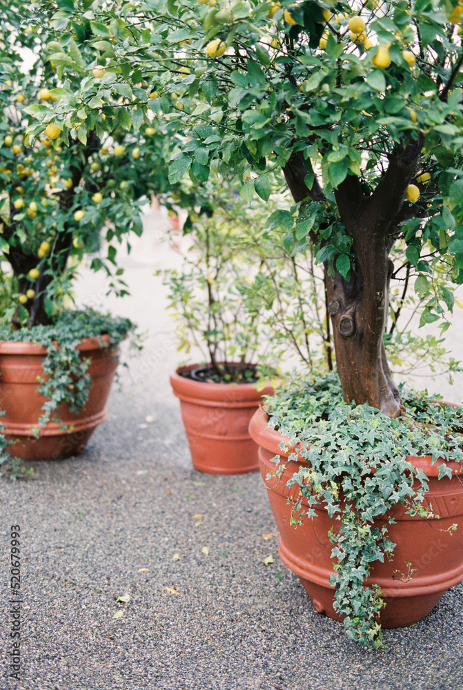 Yellow lemons hang on green tree branches in clay tubs. Lake Como, Italy