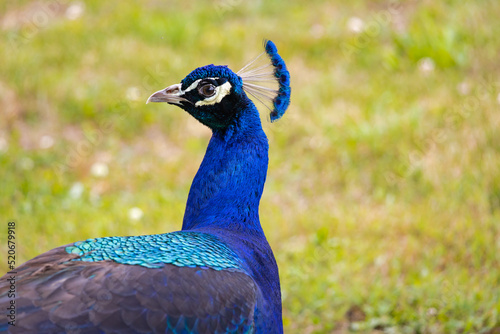 Bilde på lerret Peacock at an animal sanctuary in Locus Grove Georgia.