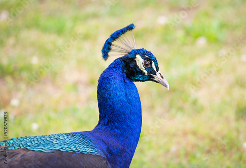 Foto Peacock at an animal sanctuary in Locus Grove Georgia.