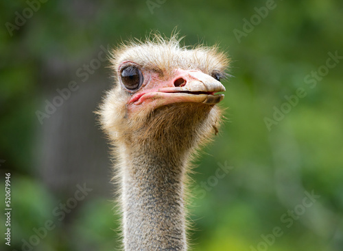 Fototapeta Ostrich looking up at an animal sanctuary in Pine Grove Georgia.
