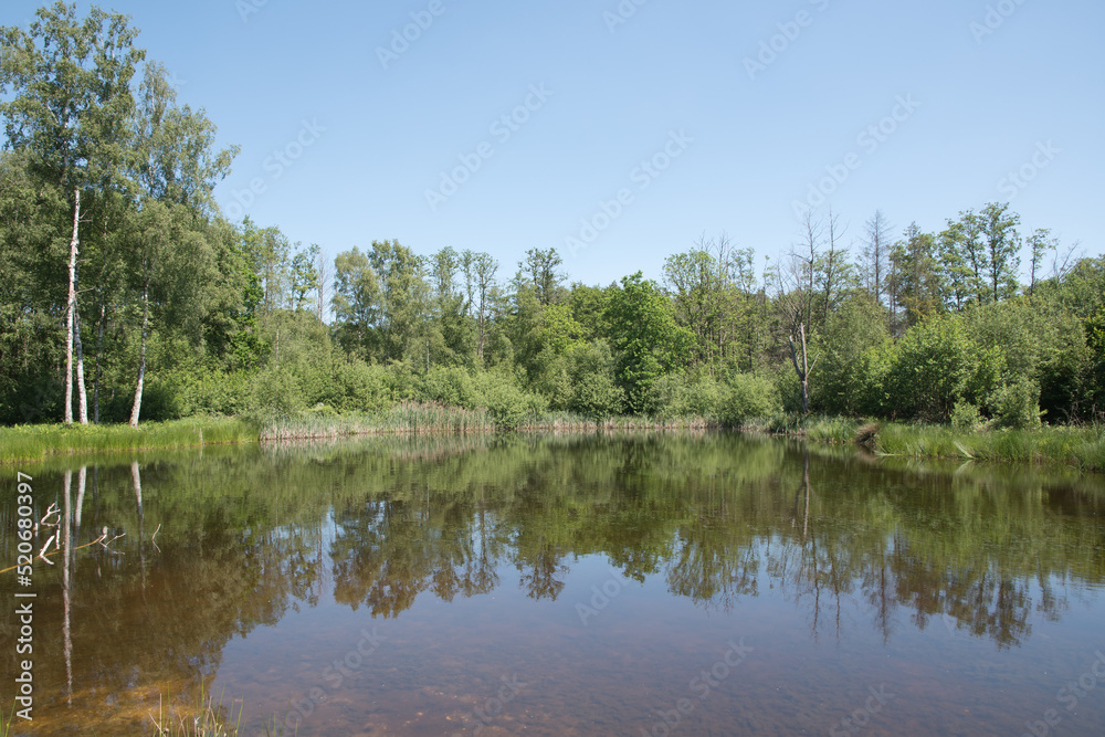 Mixed forest on the shore of a lake landscape,birch,spruce trees in mixed forest