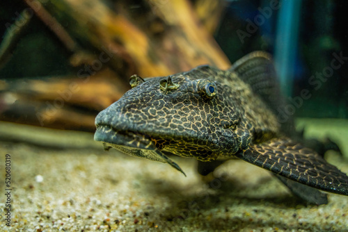 Foto Pterygoplichthys gibbiceps is a species of armored catfish, The average Sailfin