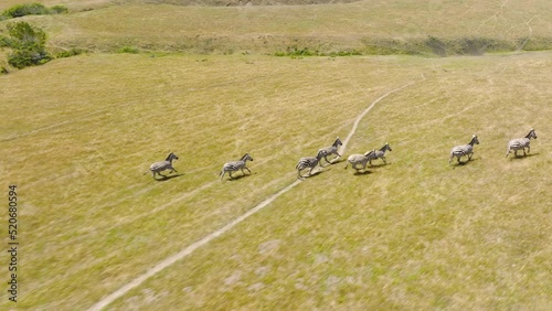 National park with wild animals living free. Freedom concept 4K. Slow motion aerial view of small herd of wild zebras running out on green meadow field. Zebra Migration in Botswana, Africa continent