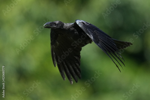 crow in flight