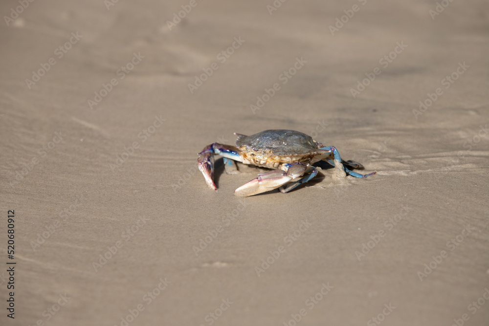 crab on the beach crab on the beach