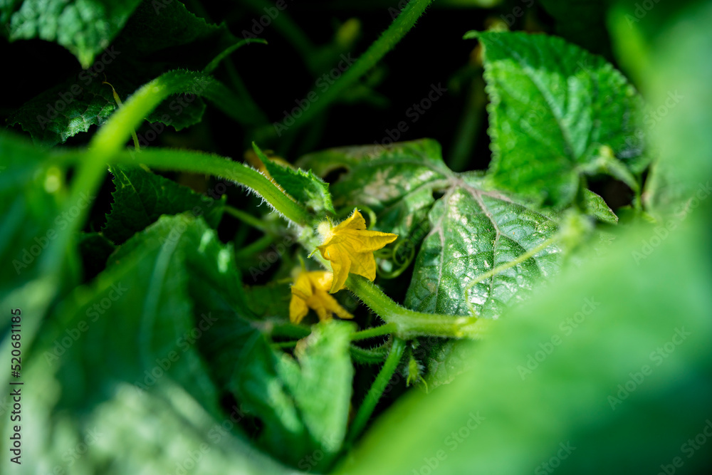 Ogórki, cucumber, rosnące ogórki, rośliny, zielone ogórki, polne ogórki, Cucumbers, cucumber, growing cucumbers, plants, green cucumbers, field cucumbers, Ogórki, cucumber, rosnące ogórki, rośliny, zielone ogórki, polne ogórki, Cucumbers, cucumber, growing cucumbers, plants, green cucumbers, field cucumbers,