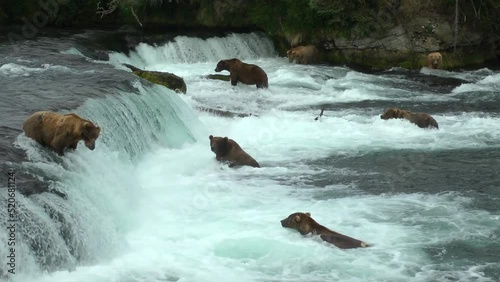 Grizzly Bears Adults Waiting and searching for Fish, Brooks Falls, 2022 
North America Wildlife and Nature, Brooks Falls - Katmai National Park, Alaska, 2022
 photo