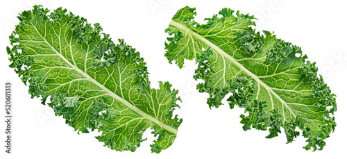 Kale curly salad leaf isolated on white background