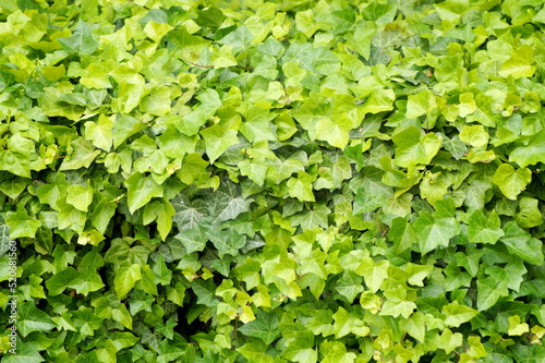photo of beautiful green ivy leaves forming a large green wall