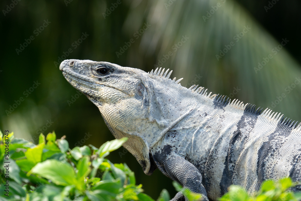 Blurred gray reptile with black stripes on the background of blurry leaves. Iguana on a tree. Blurred gray reptile with black stripes on the background of blurry leaves. Iguana on a tree.