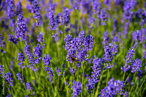 Photography of lavender  bee  field  flowers