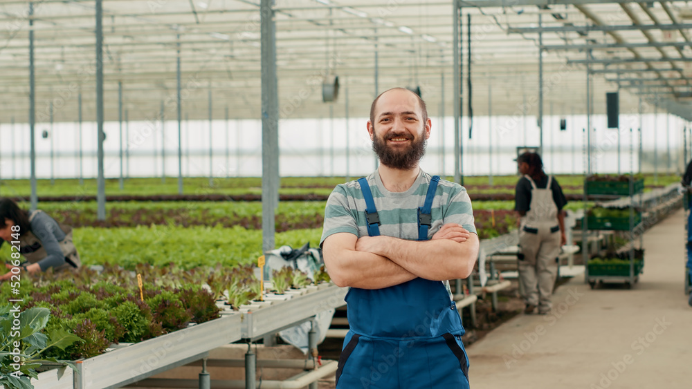 Portrait of smiling man posing with arms crossed standing in greenhouse with diverse workers pushing crates of fresh lettuce. Organic farm worker looking happy in bio vegetables local business.