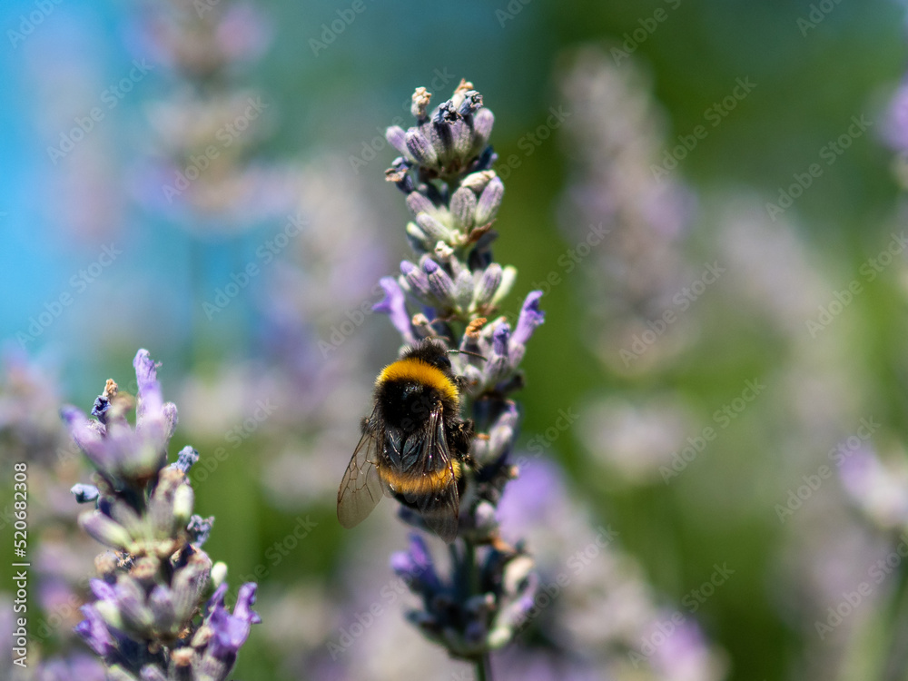Butterfly on lavender in summertime Butterfly on lavender in summertime