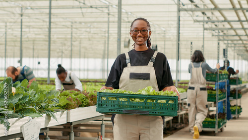 Billede på lærred Portrait of organic food grower showing crate with fresh lettuce production ready for delivery to local stores