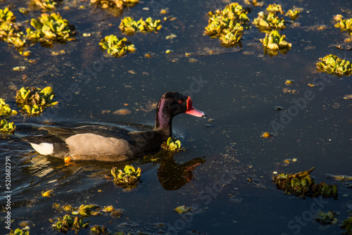 AVES EN EL RIO photo