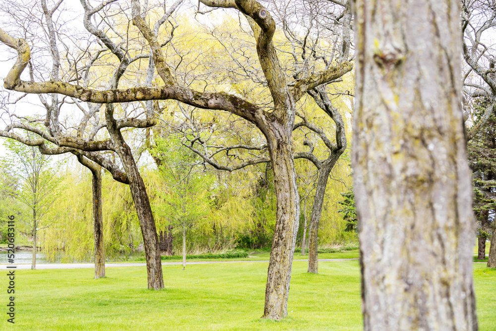 Neat row of trees in a public park