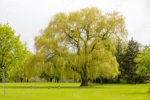 Fototapeta Naklejka Na Ścianę i Meble -  Large willow tree in the middle of a park