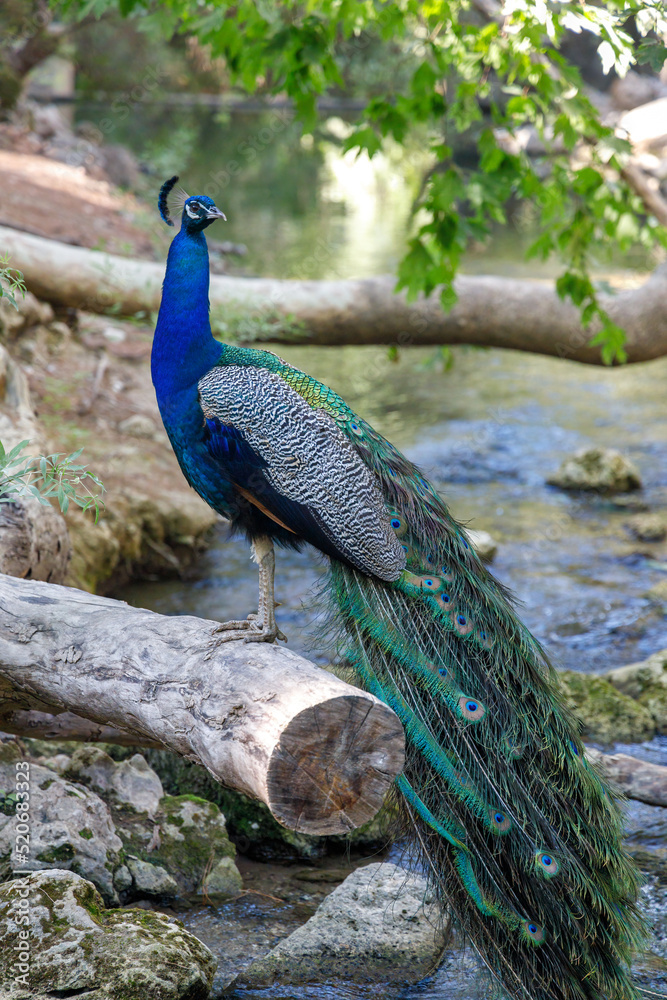 Obraz premium Peacock in a forest area The seven springs waterfall in the island of Rhodes, Greece, Europe.