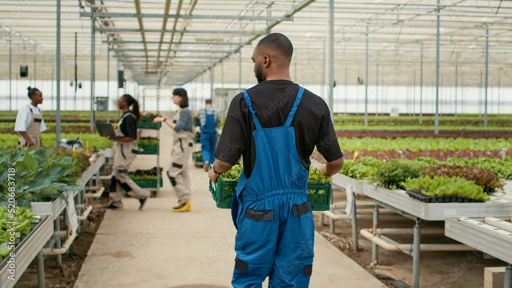 View from the back of african american man holding crate with lettuce walking away in organic farm preparing production for delivery. Greenhouse worker in hydroponic enviroment moving harvested crop.