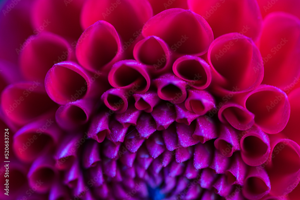 Macro close up of colourful petals on flower with defocused background Macro close up of colourful petals on flower with defocused background