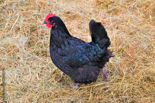 Obraz na płótnie Farm life chickens