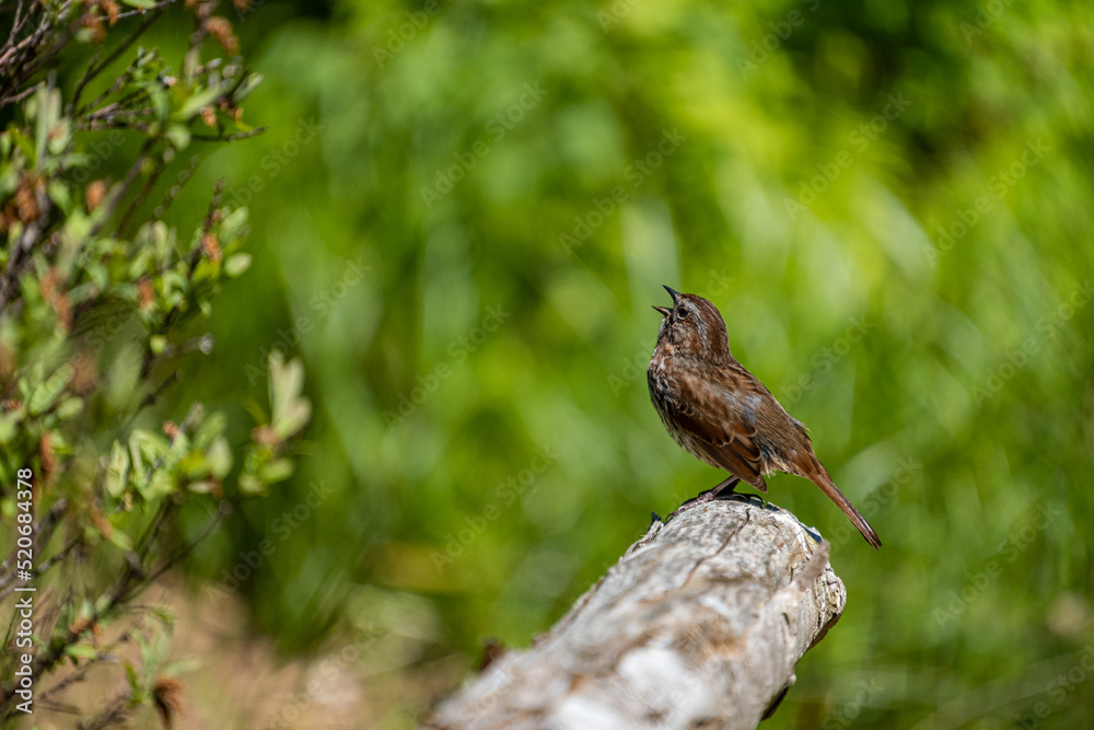 close up of a sparrow singing on top of the rock in front of green bushes in the park