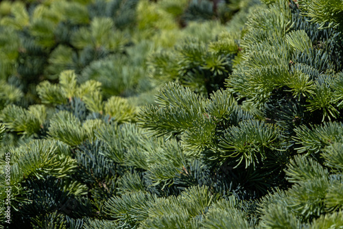 nature background of dense green pine needles