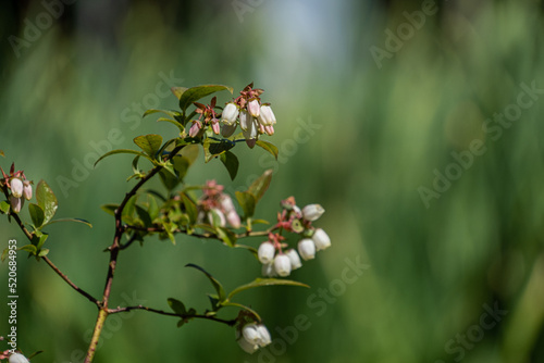 tiny pink lyonia flowers blooming on the tip of the branch under the sun