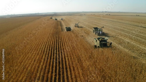 Several corn combine tractors harvesting massive corn field in California