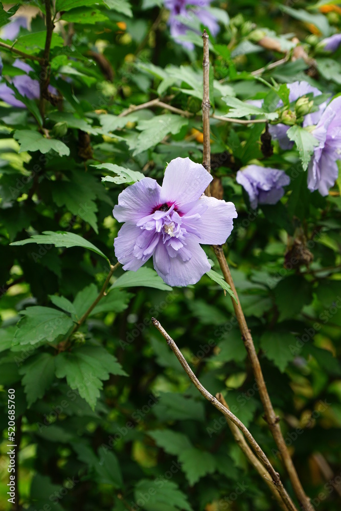 Blue hibiscus with a pretty lilac bloom