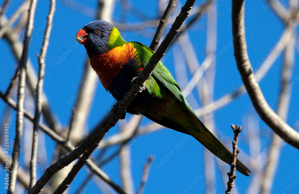 Obraz premium Rainbow Lorikeet (Trichoglossus moluccanus)